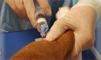 Пироплазмоз у собак - симптомы, лечение